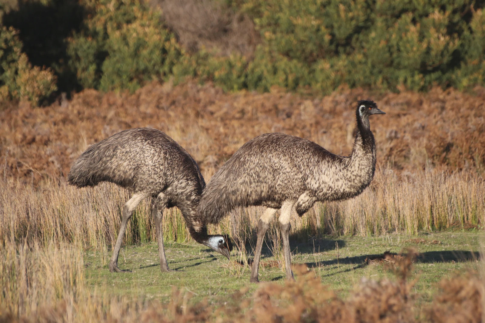 Two wild emus grazing in bushland at Wilsons Promontory, cousins of the endangered coastal emus of northern NSW
