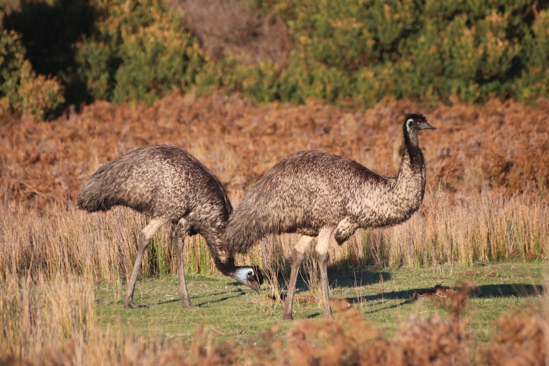 two ostriches walking in a grassy field