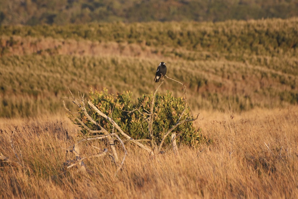 a bird sitting on top of a tree in a field