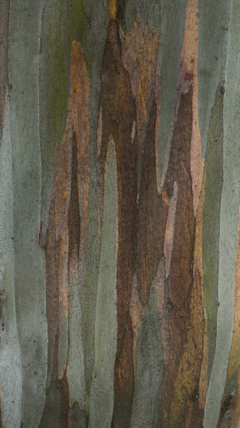 a close up of a tree trunk with brown and green leaves