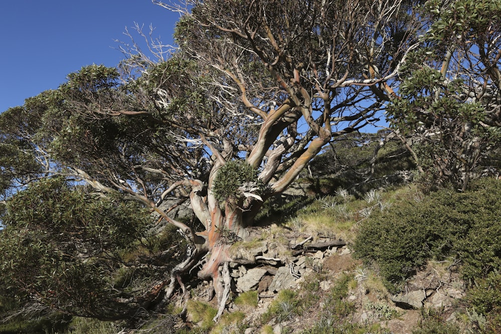 a very tall tree sitting on the side of a hill