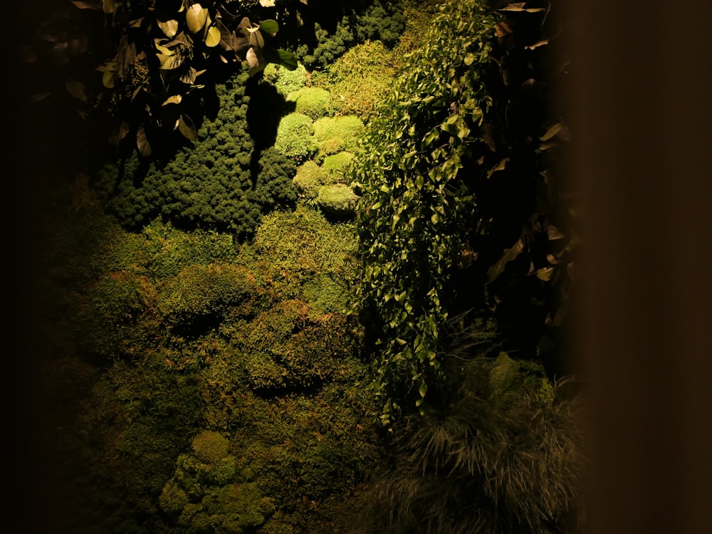 a moss covered wall in a dark room