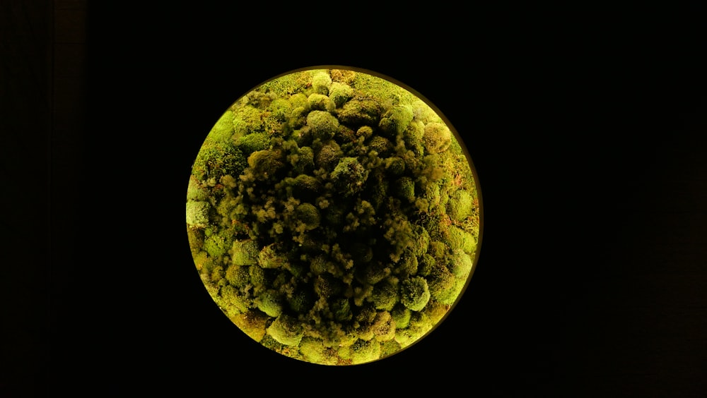 a circular picture of moss on a black background