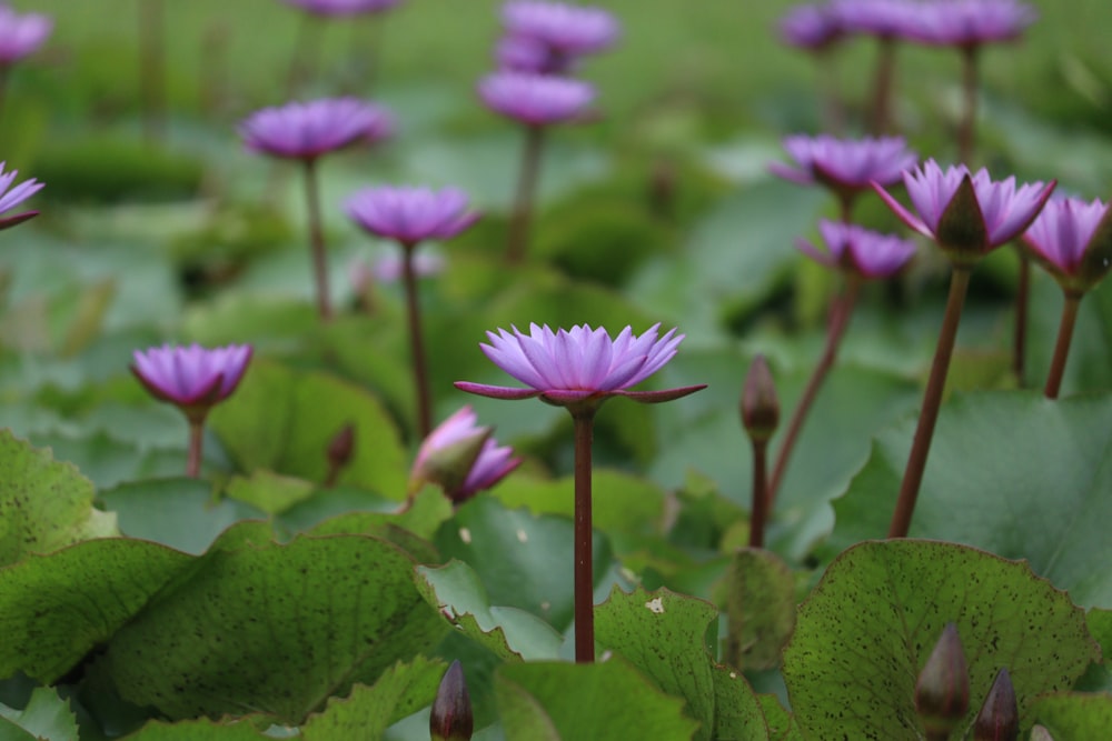 a field full of purple flowers and green leaves