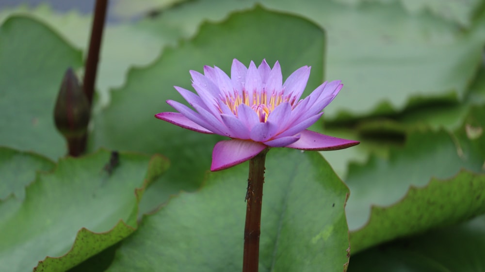 a purple flower is blooming in a pond
