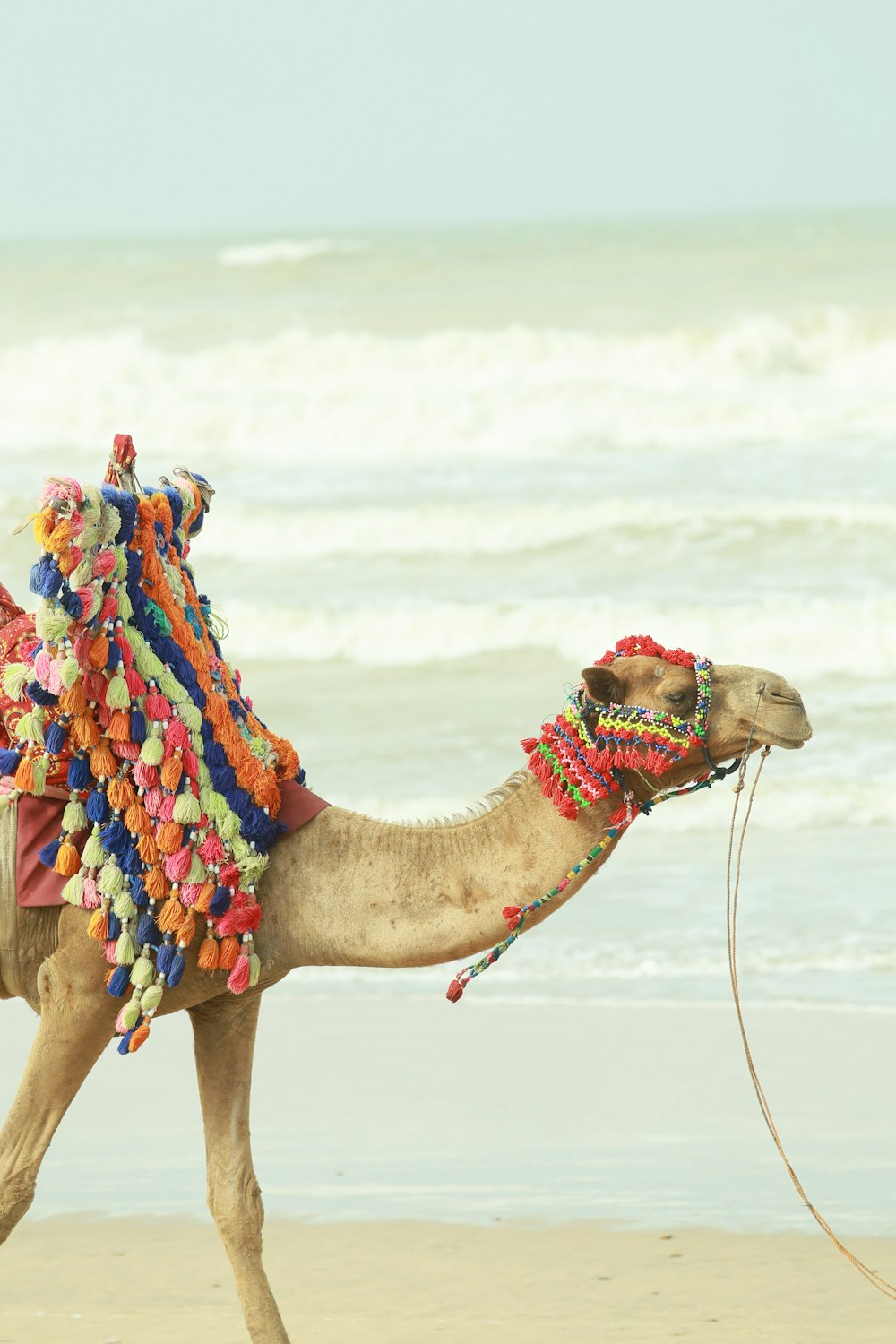 a camel with a colorful headdress walking on the beach