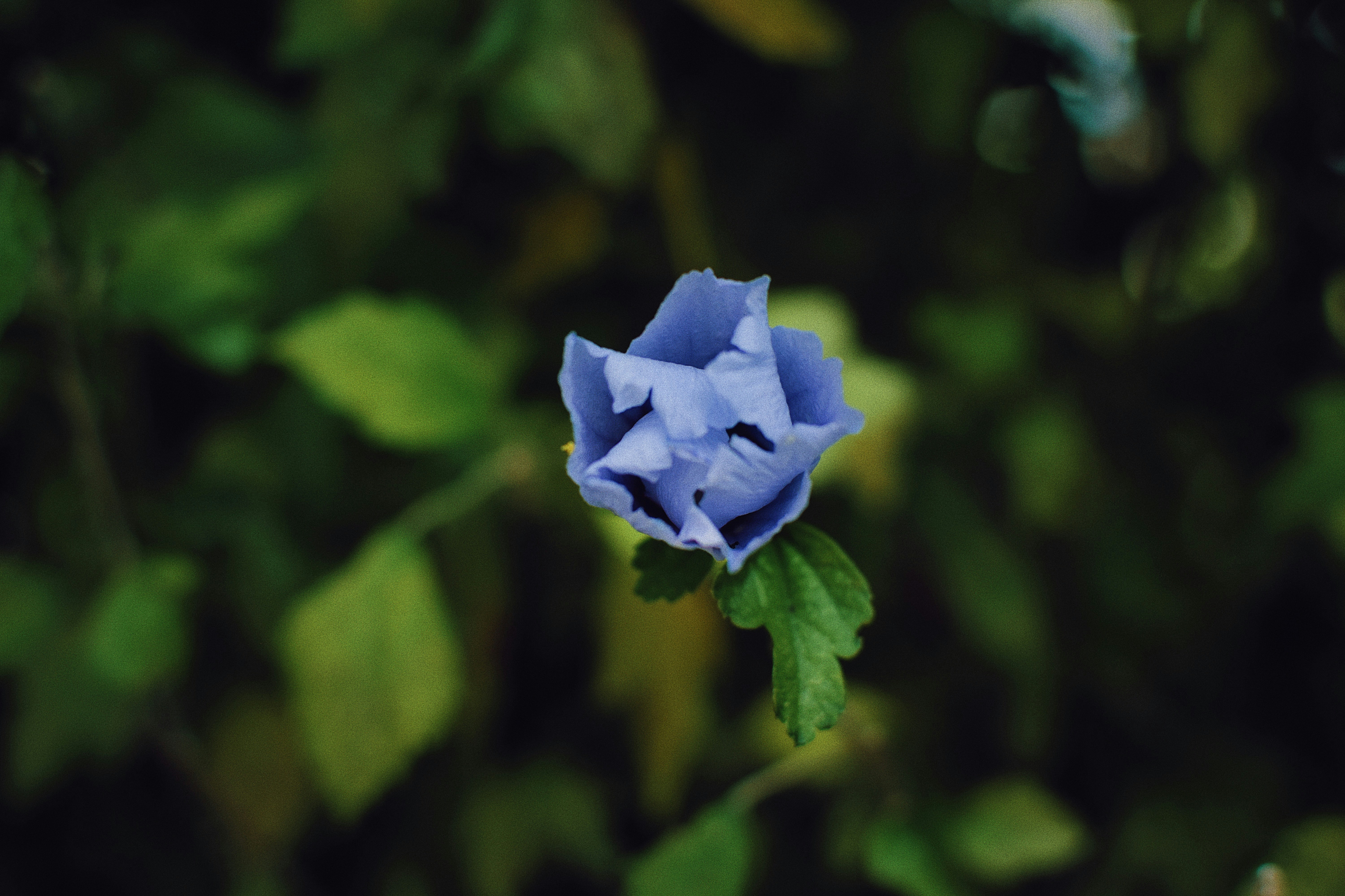 Photo by jizhidexiaohailang