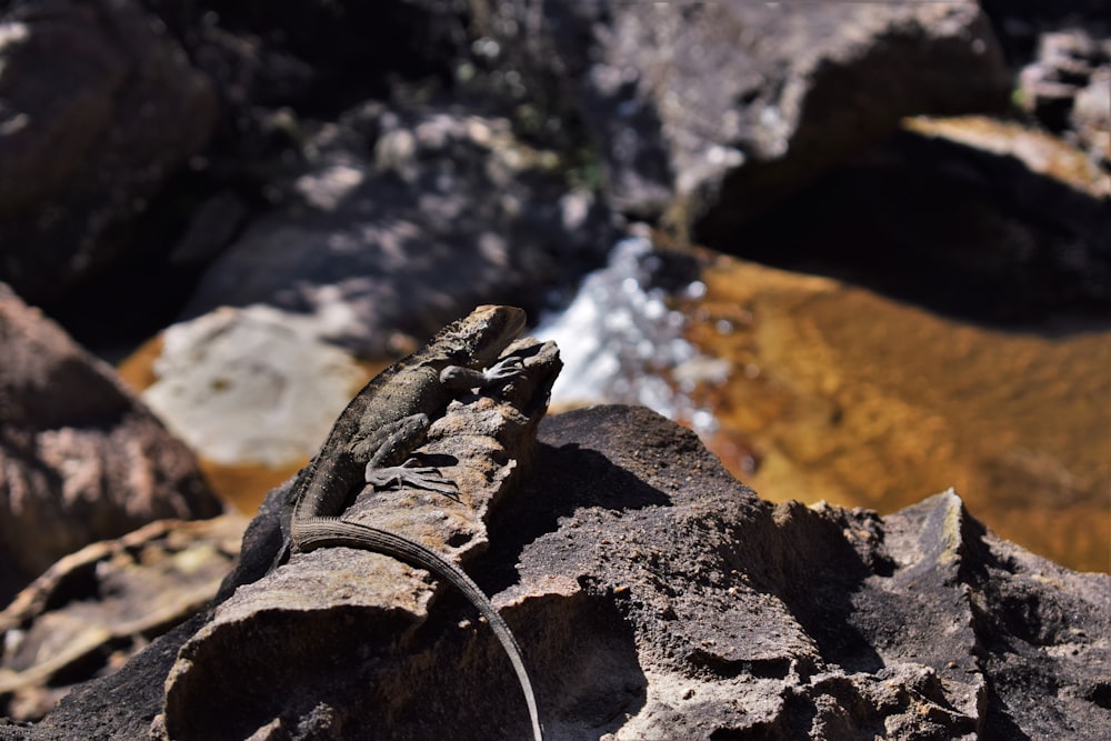 a lizard sitting on top of a rock next to a river