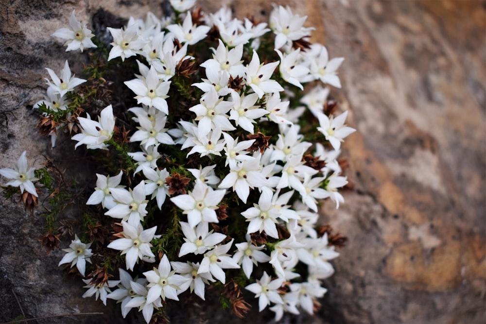 a bunch of white flowers sitting on top of a rock