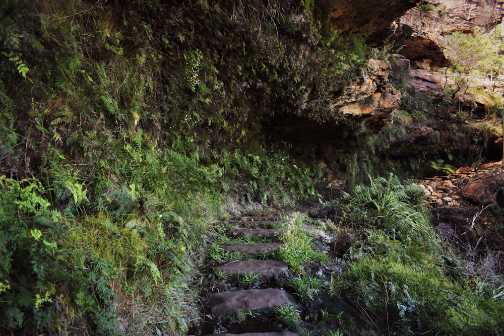 a rocky path is surrounded by vegetation and rocks