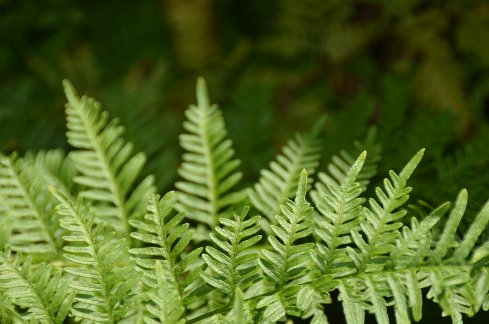 葉がたくさんある緑の植物の接写