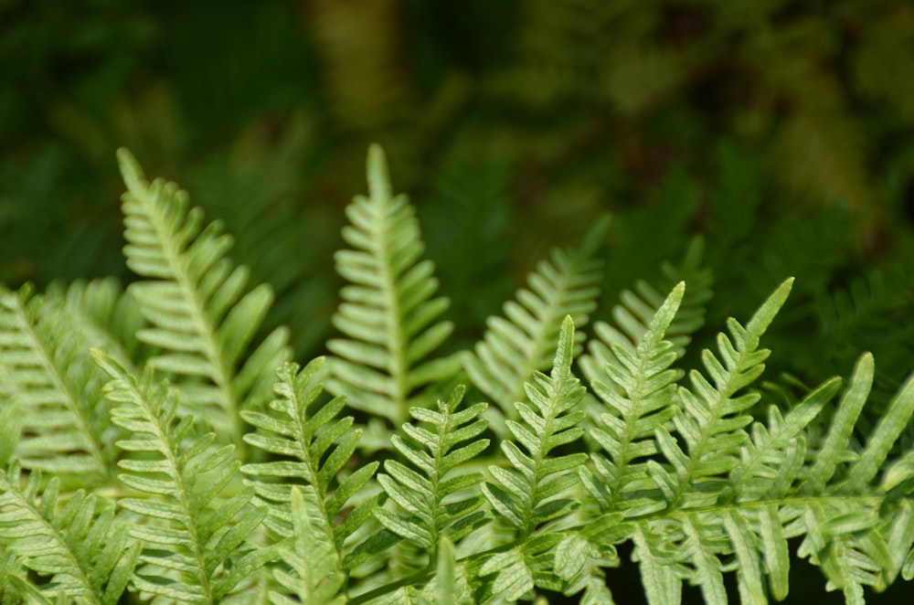 Un primer plano de una planta verde con muchas hojas