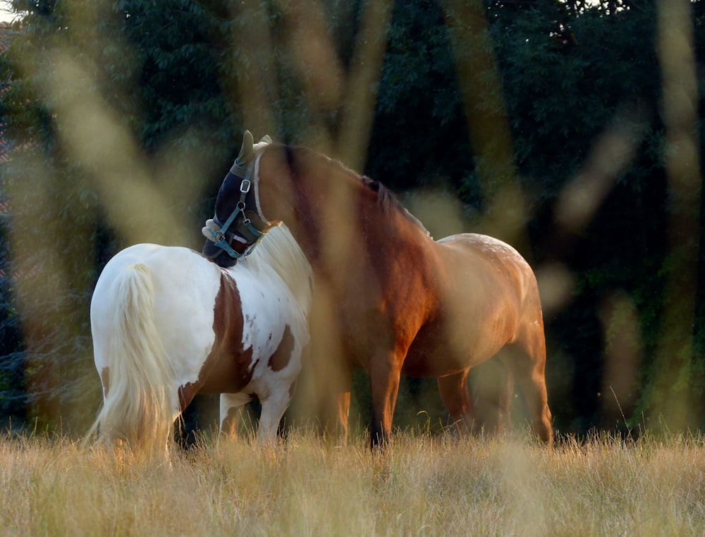 Un couple de chevaux debout au sommet d’un champ couvert d’herbe