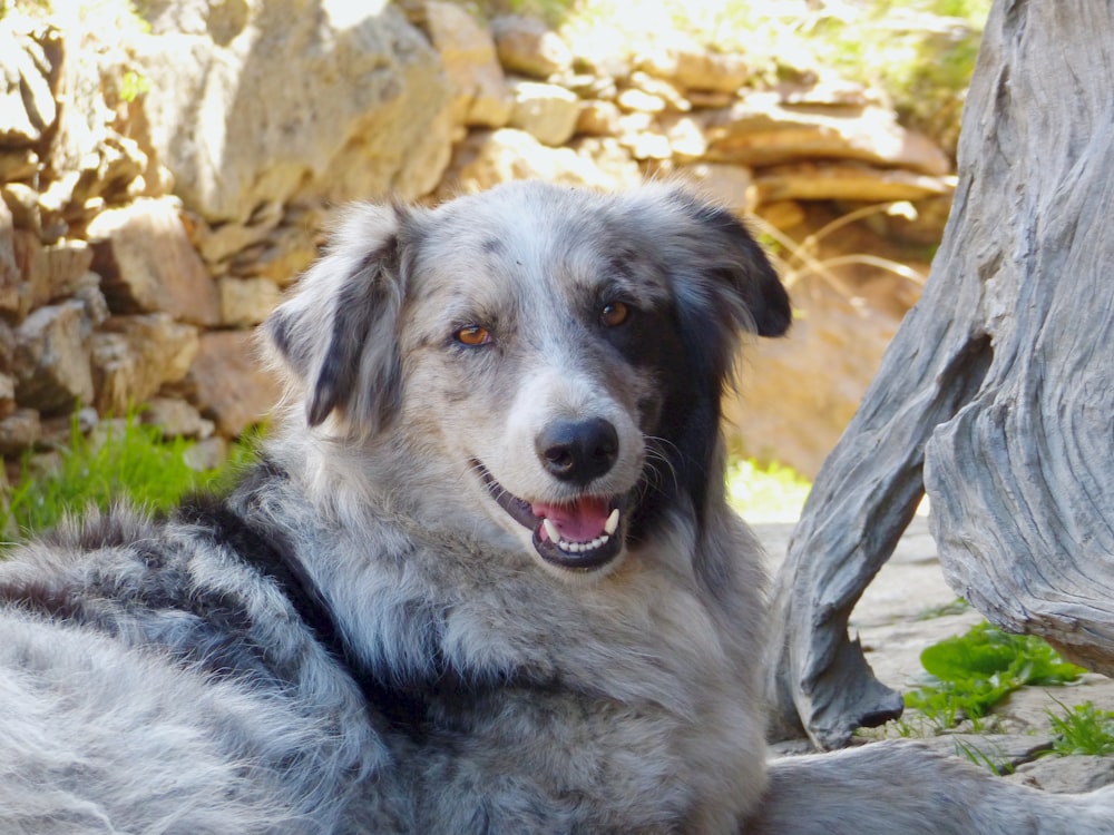 Un perro tendido en el suelo junto a un árbol