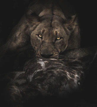 A dark, sharp scene showing a cunning fox lying in wait and a powerful lion focused on victory.