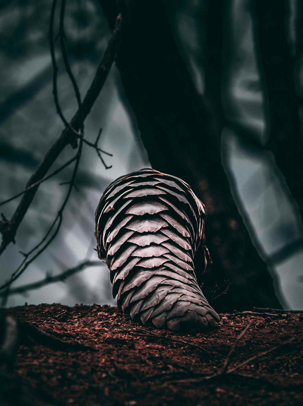 a pine cone sitting on top of a pile of dirt
