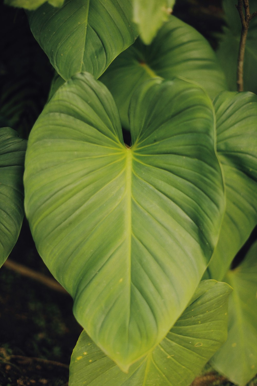 a close up of a large green leaf