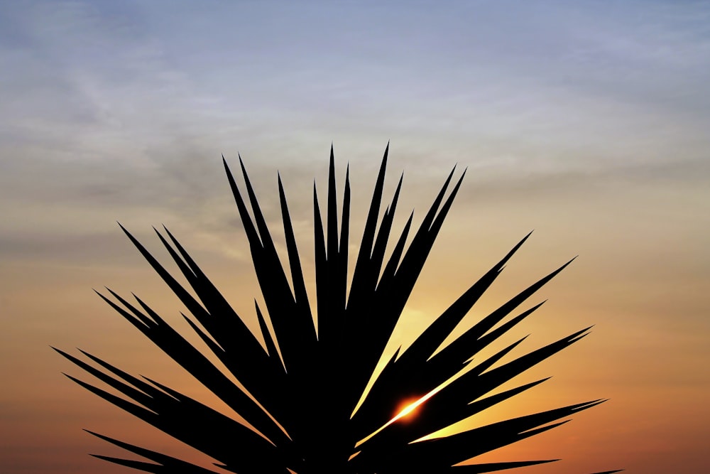 a palm tree is silhouetted against a sunset