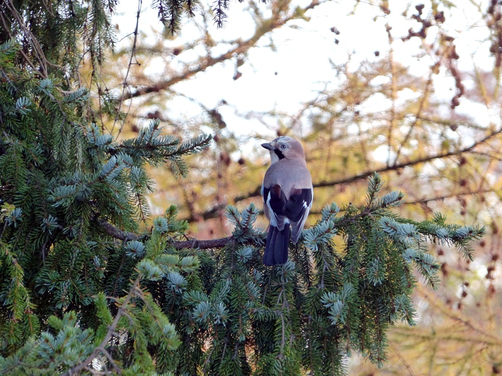 a bird perched on a branch of a tree