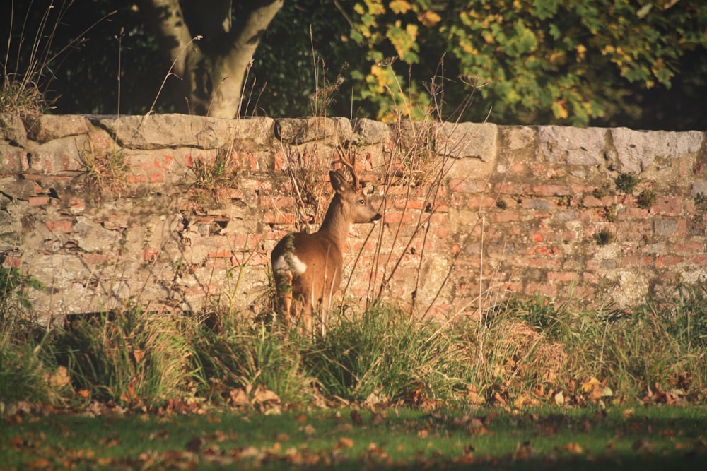 a deer standing in front of a brick wall