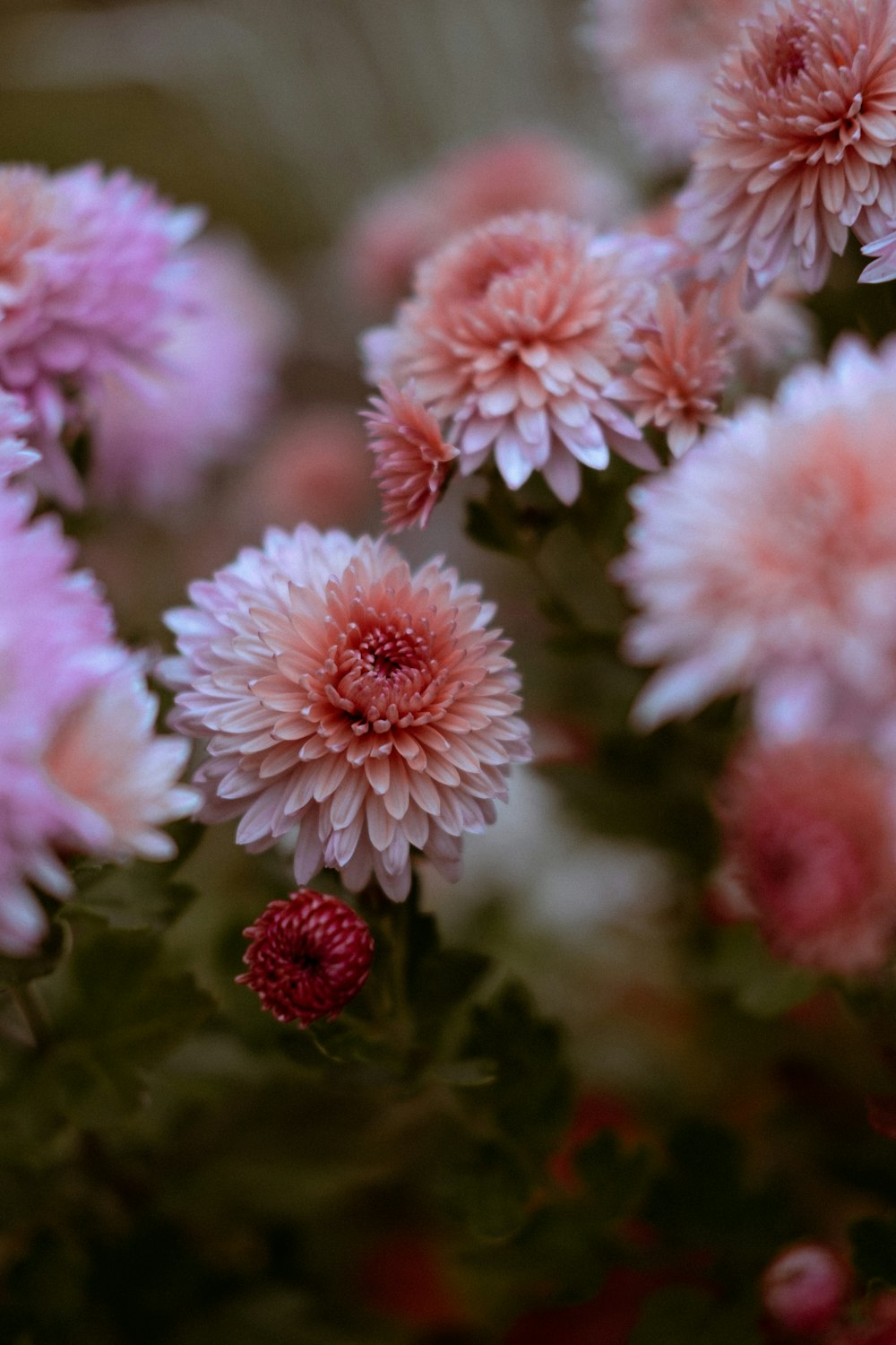 a bunch of pink flowers with a strawberry on top of them