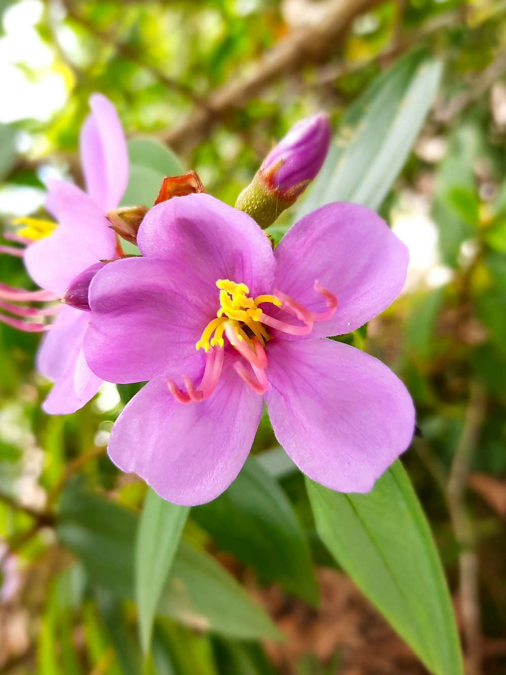 a close up of a purple flower with green leaves