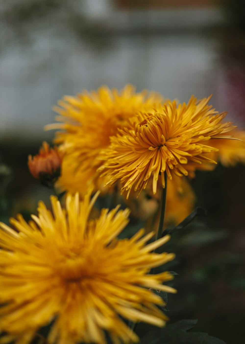a close up of a bunch of yellow flowers
