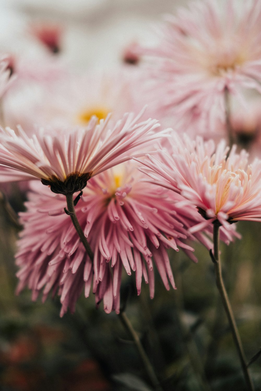 a close up of pink flowers in a field