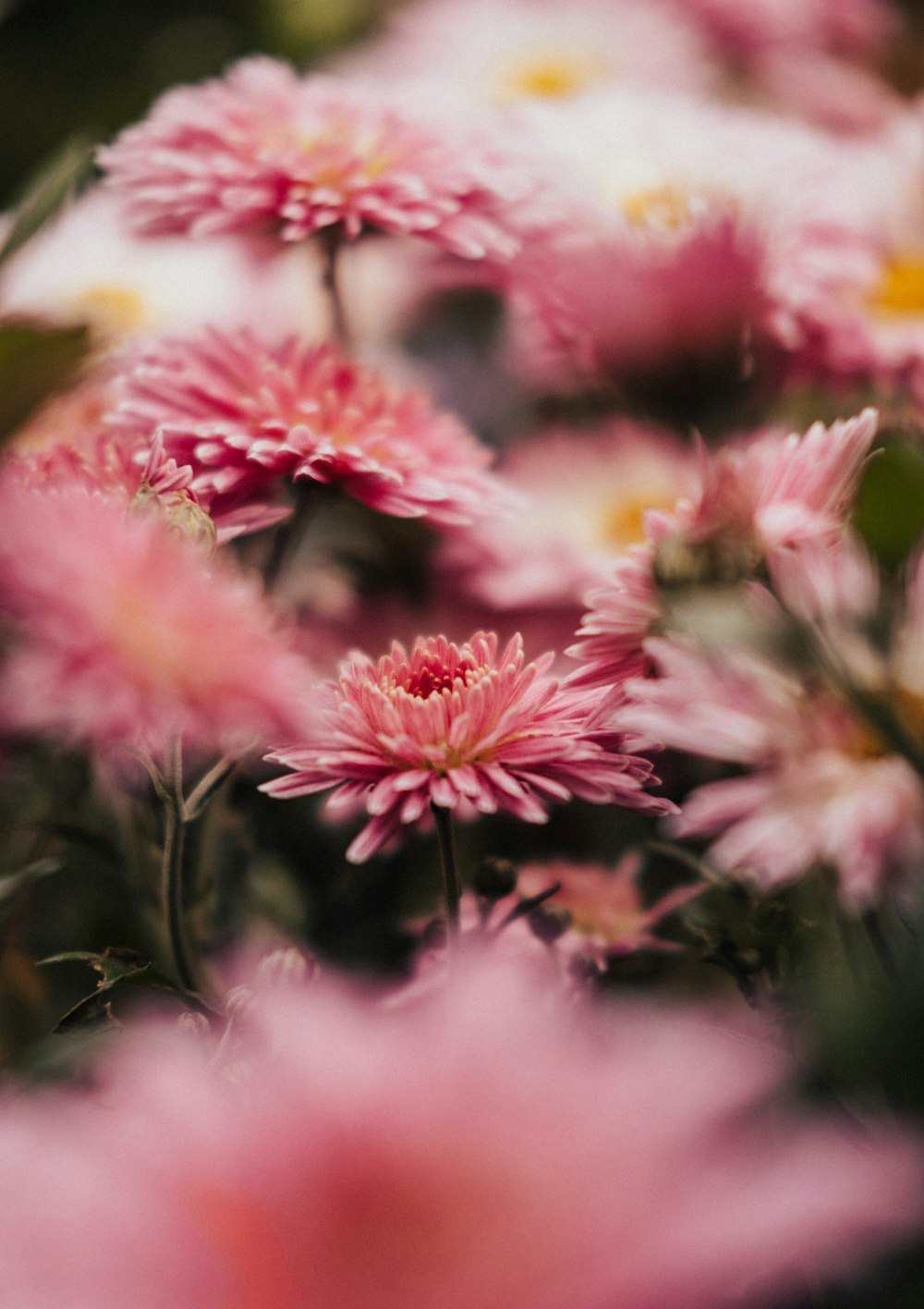 a bunch of pink flowers with green leaves