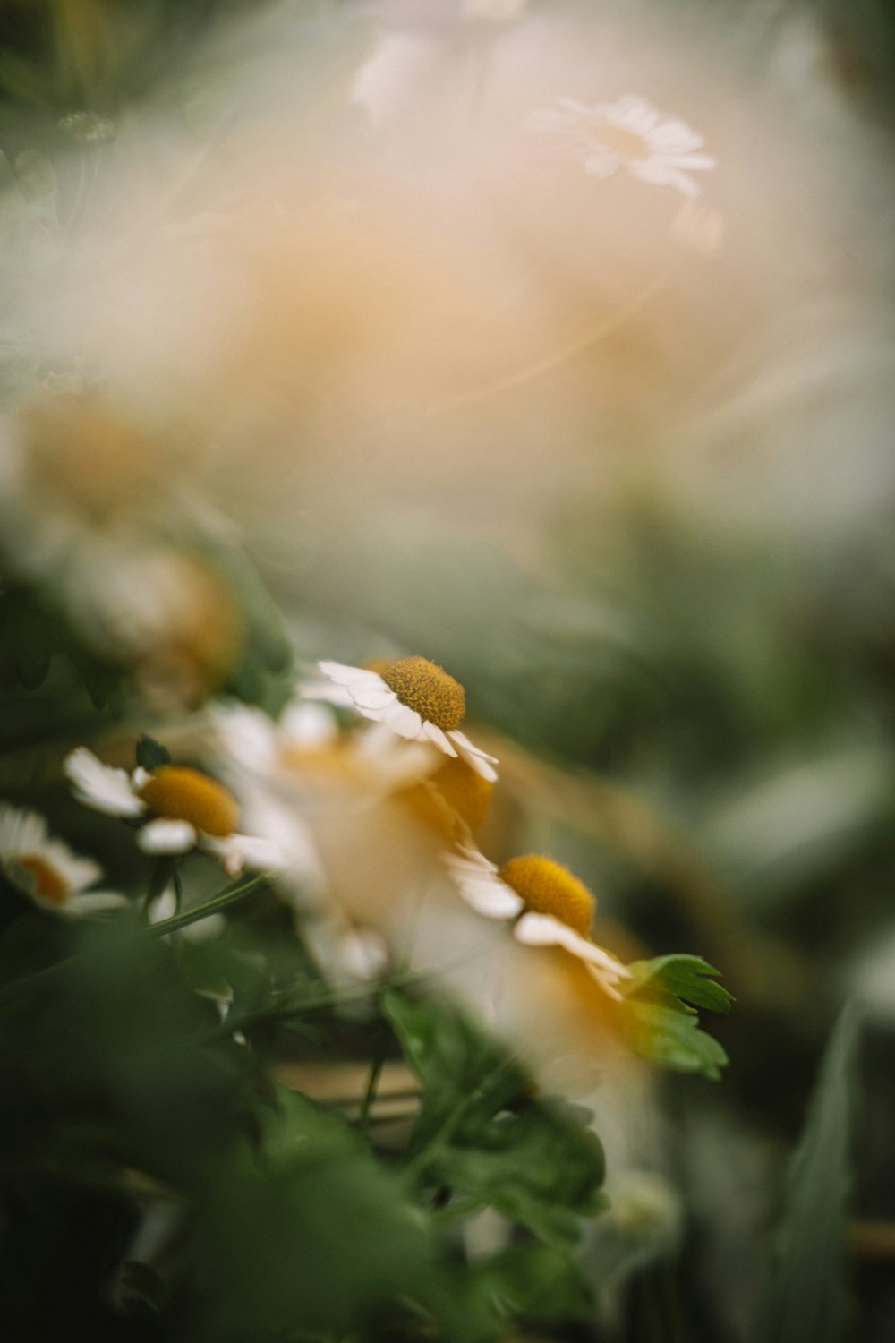 a close up of a flower