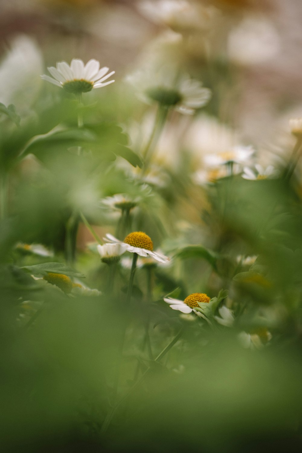 a bunch of flowers that are in the grass