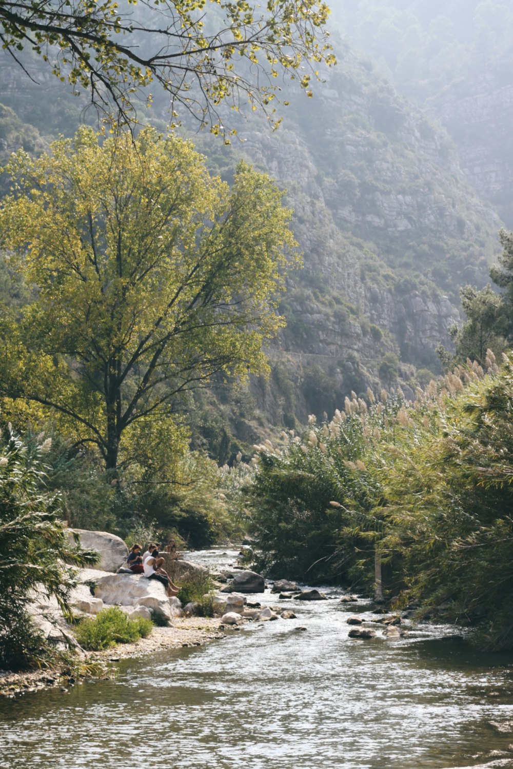 a river running through a lush green forest