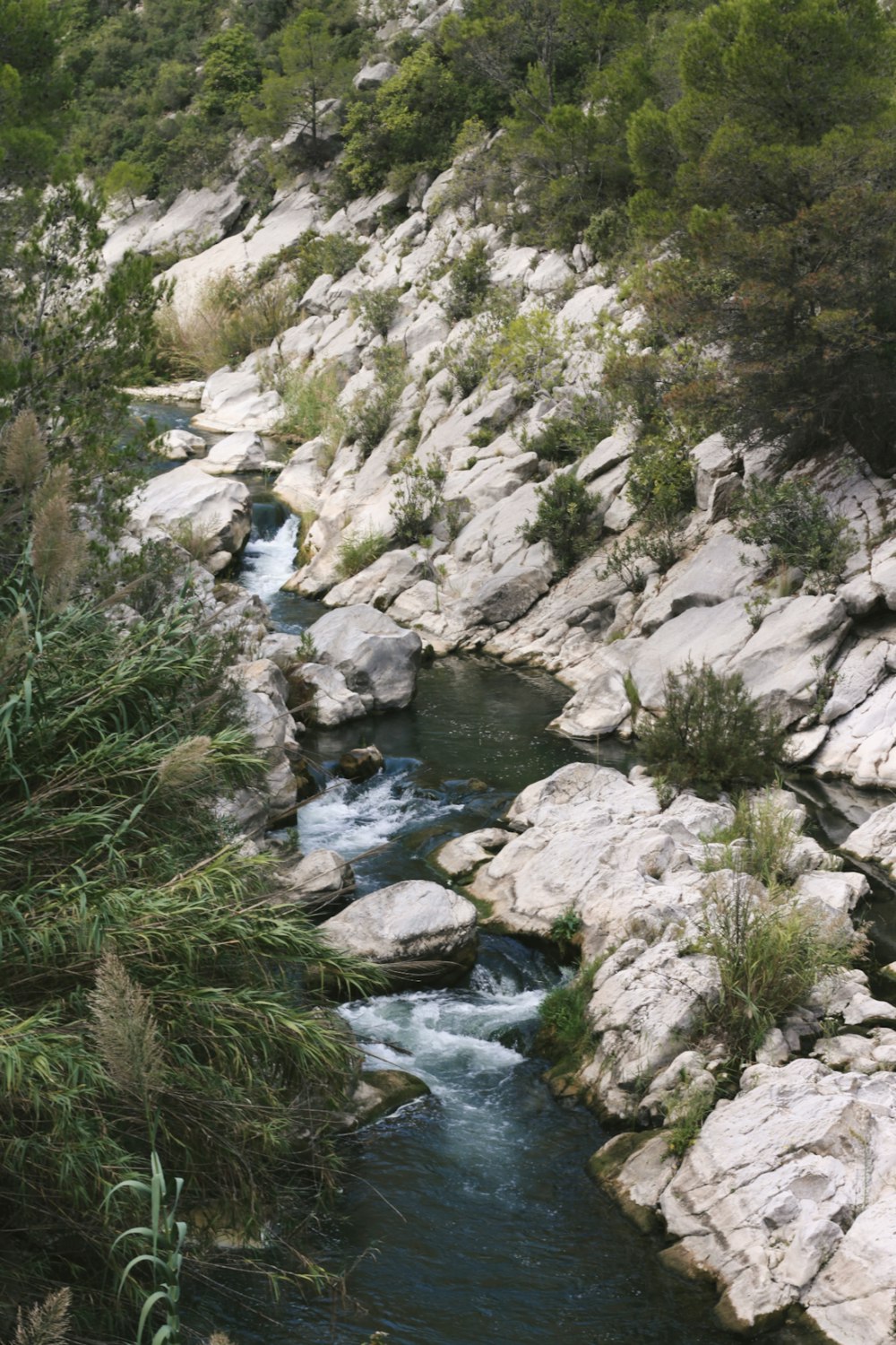 a river running through a lush green forest