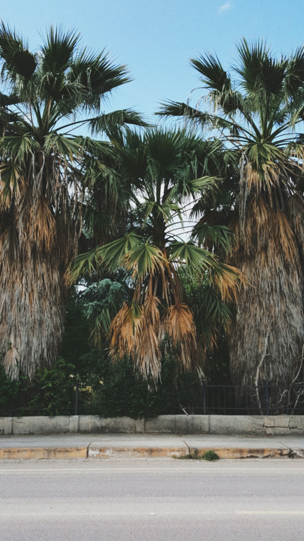 a man riding a skateboard down a street next to palm trees