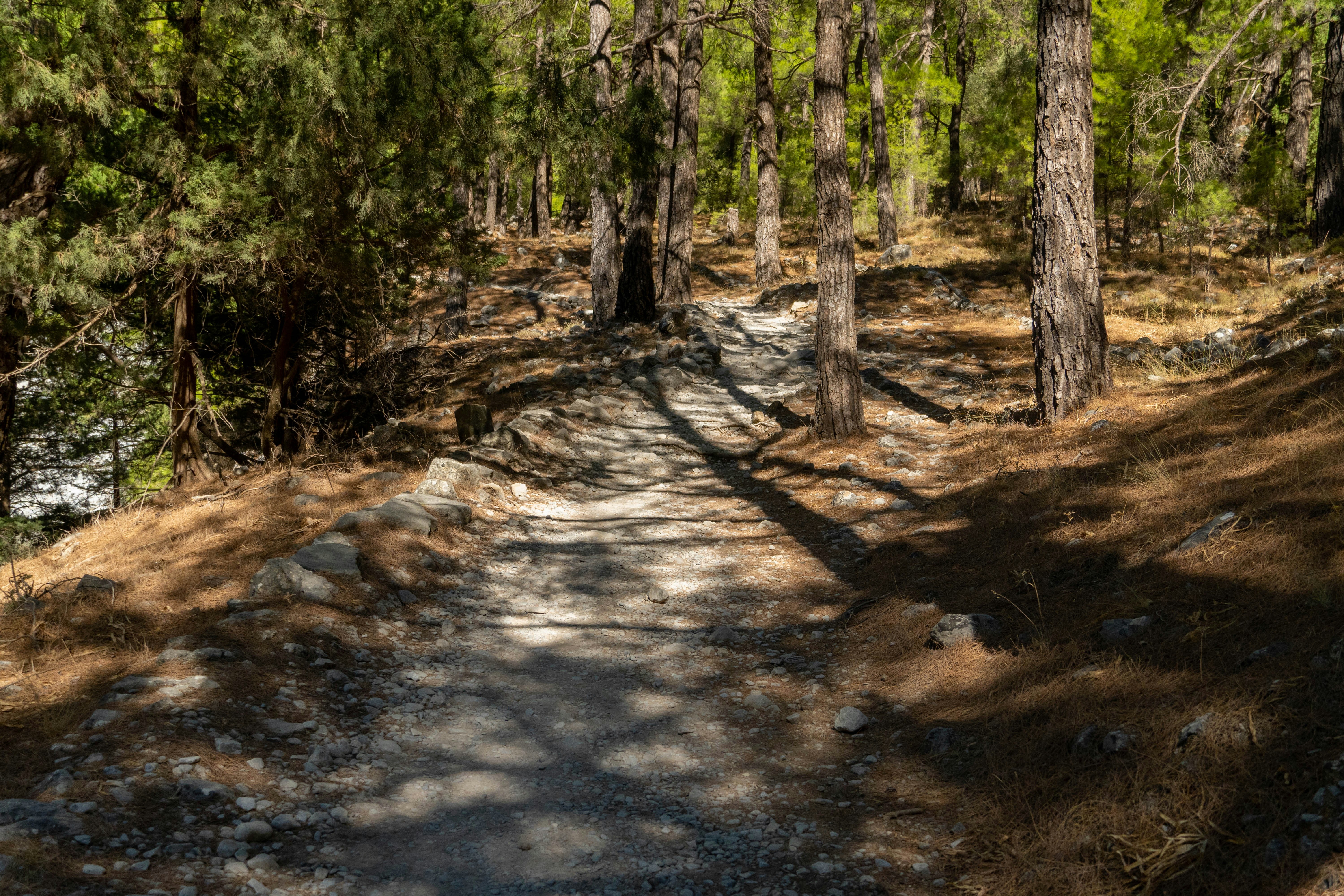 a path in the middle of a wooded area