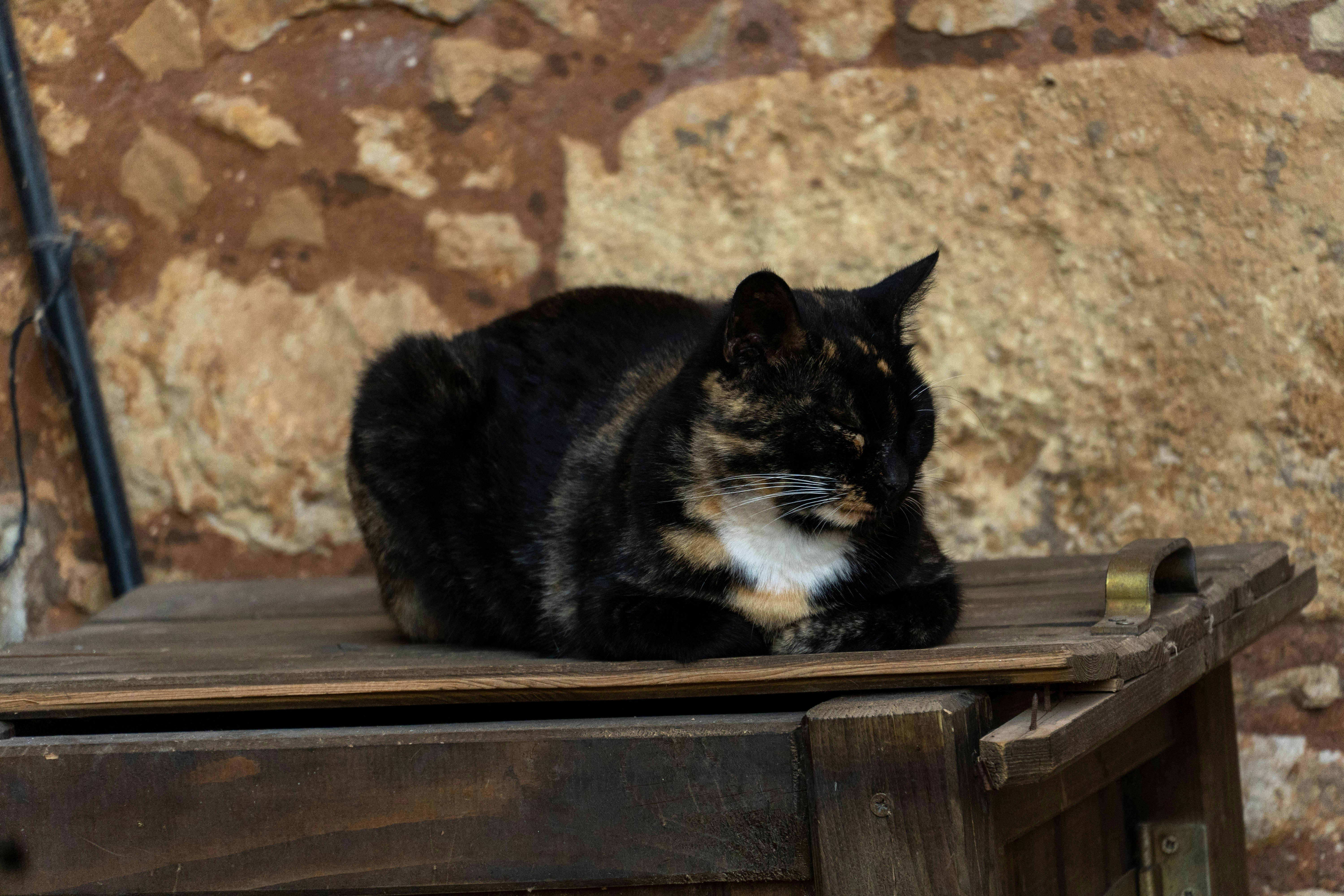 Photo by lostillusion