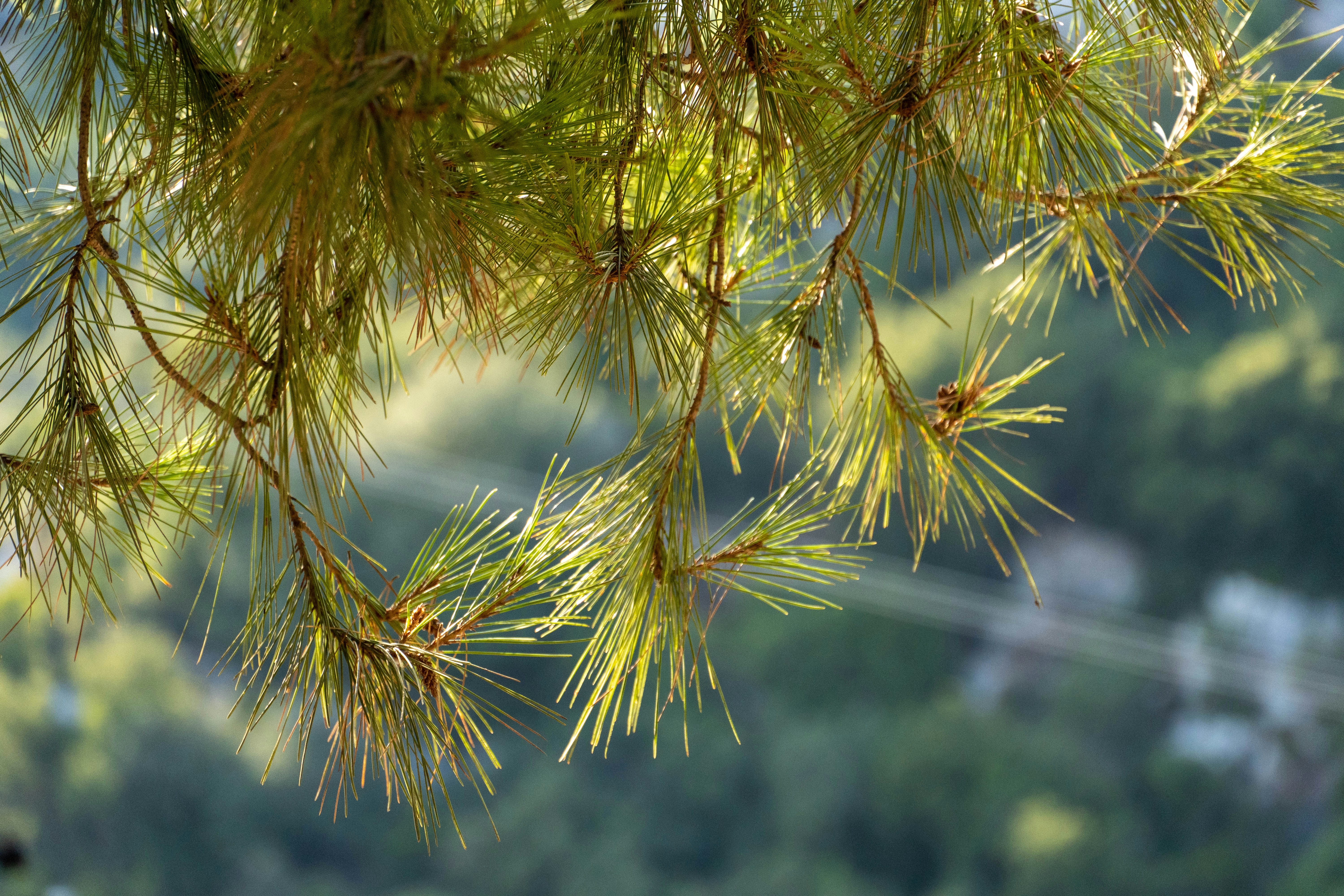 Photo by lostillusion