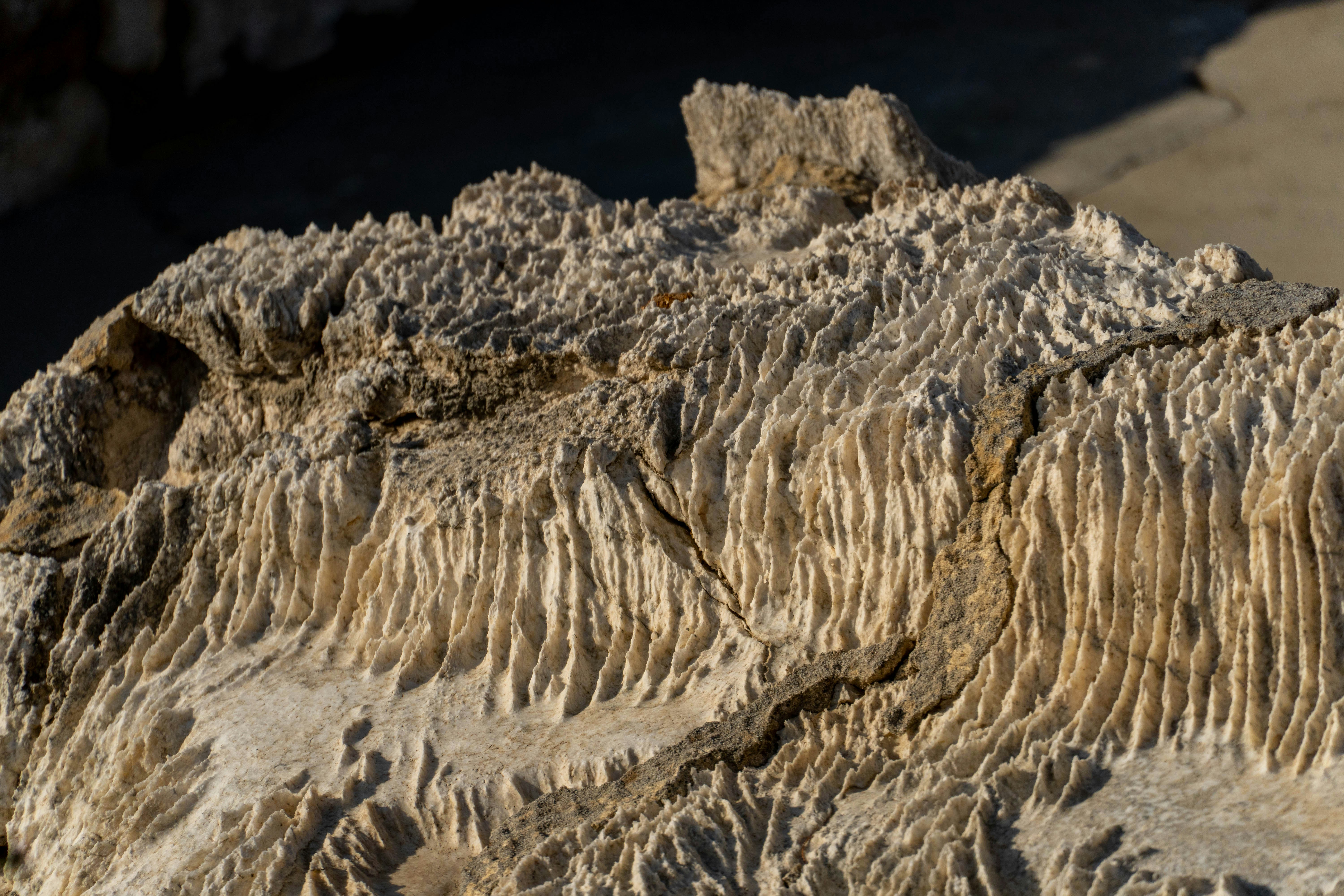 Florissant Fossil Beds