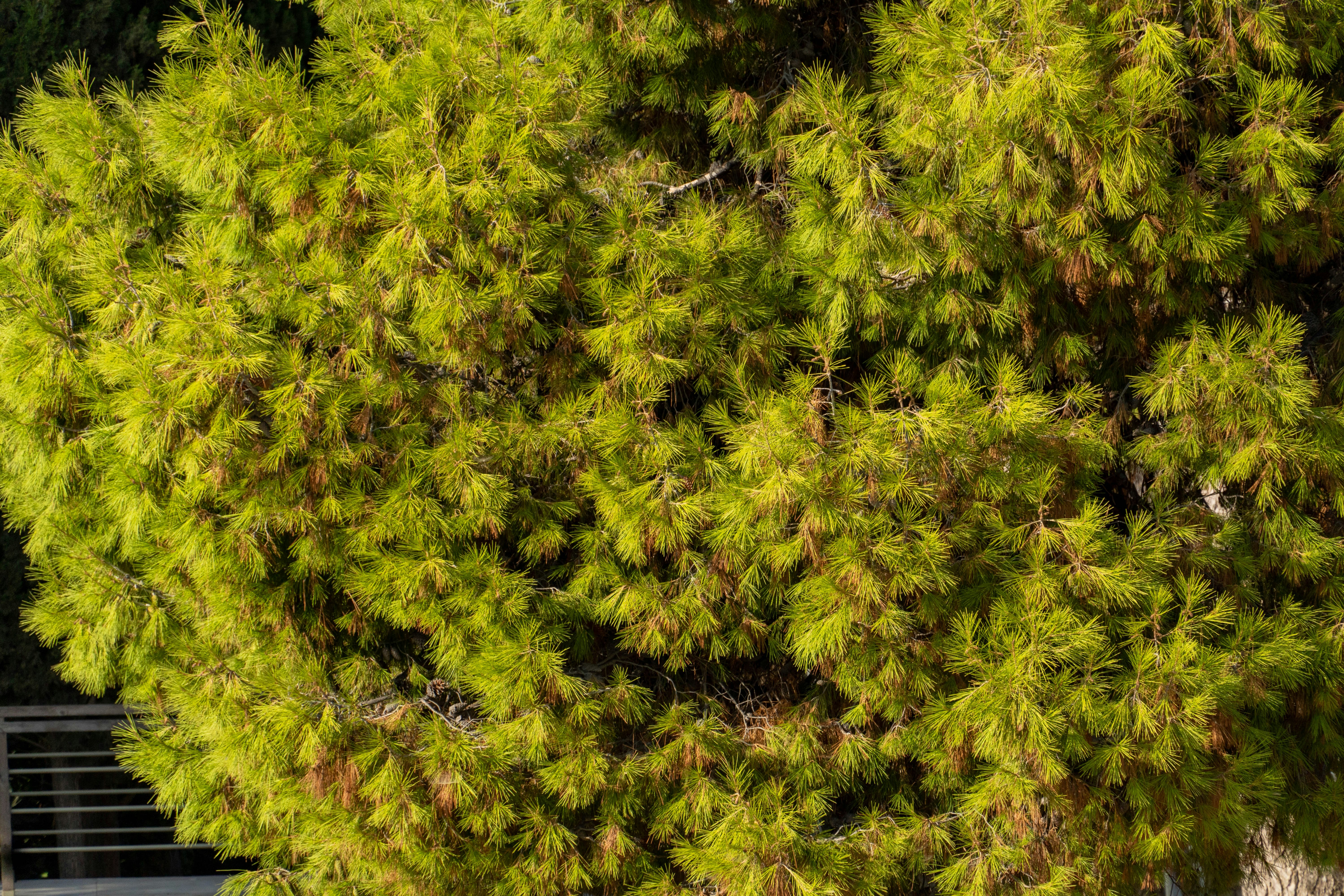 Photo by lostillusion