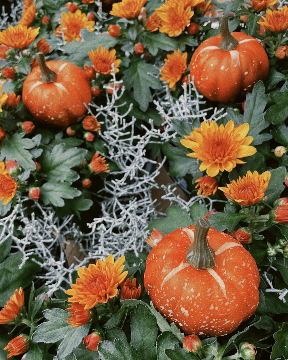 a group of pumpkins sitting on top of a lush green field