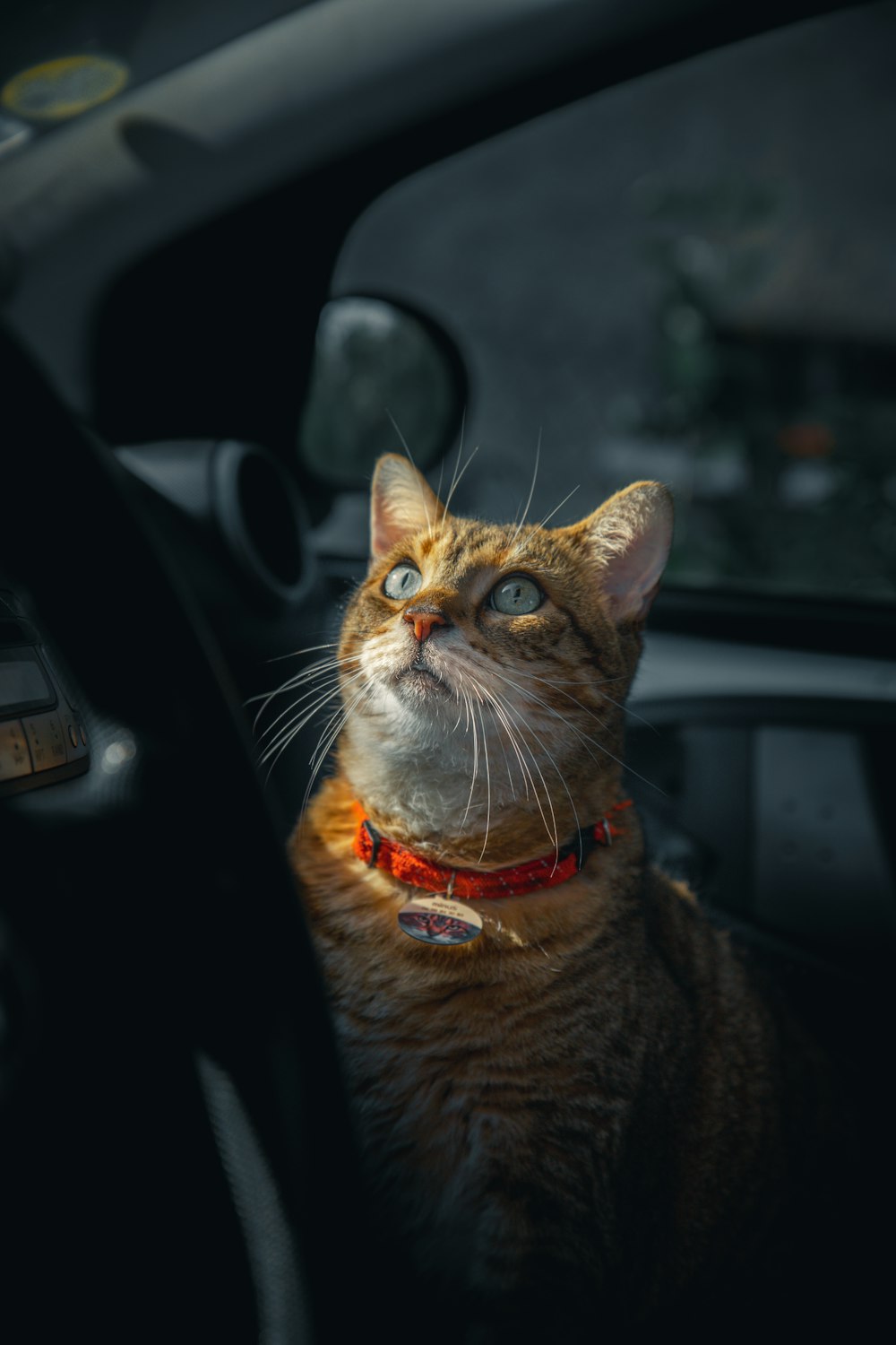 a cat sitting in the drivers seat of a car