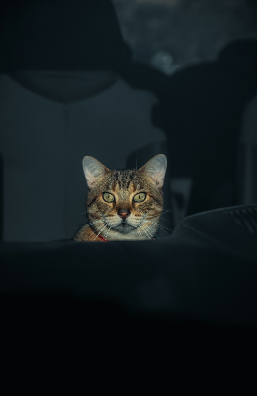 a cat sitting in the dark looking at the camera