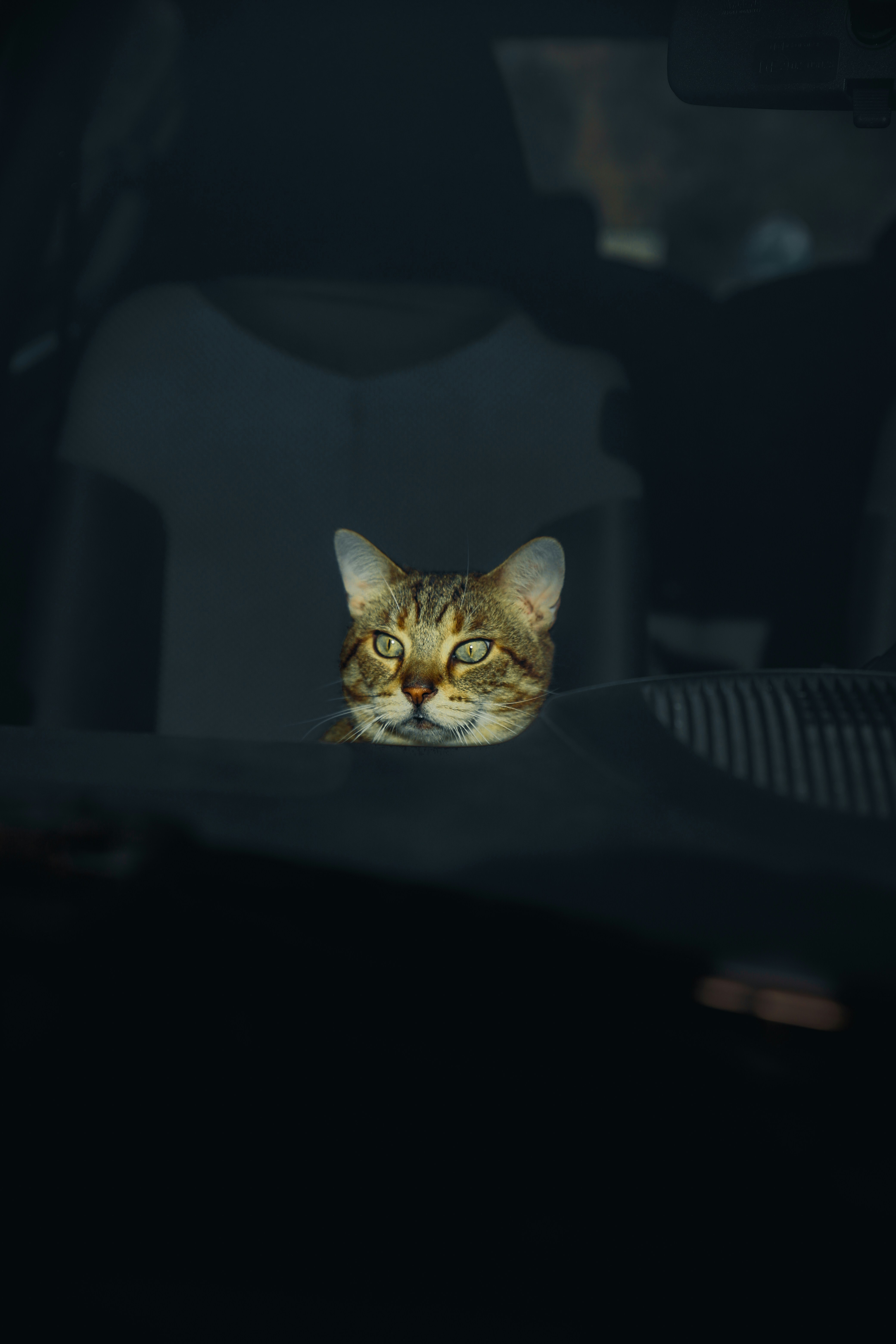 a cat sitting in the back seat of a car