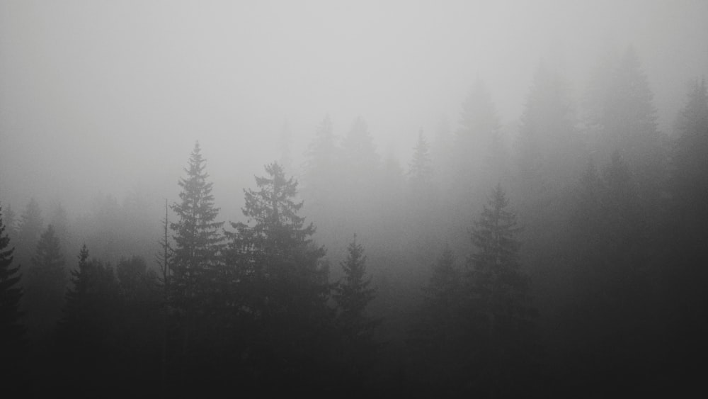 a black and white photo of trees in the fog