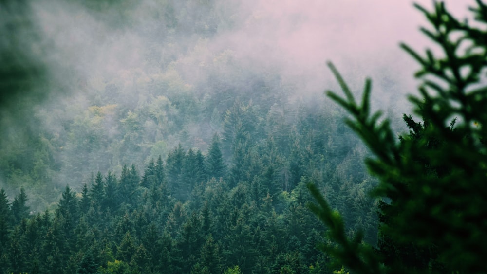 a foggy forest filled with lots of trees