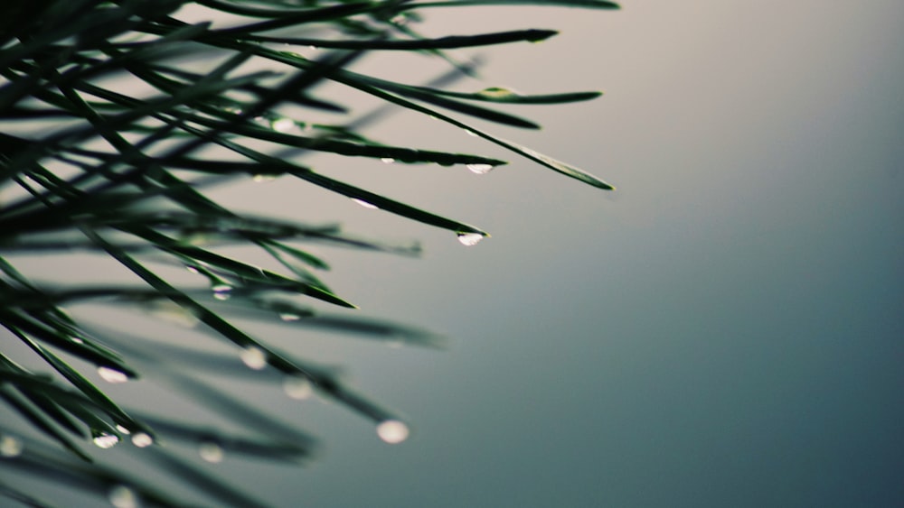 a pine tree branch with drops of water on it