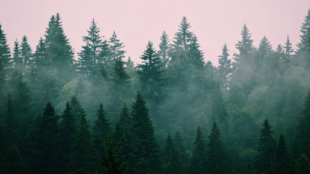 키 큰 푸른 나무가 가득한 숲