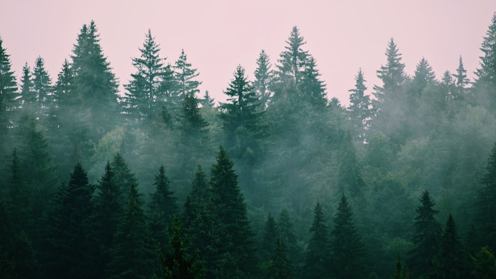 a forest filled with lots of tall green trees