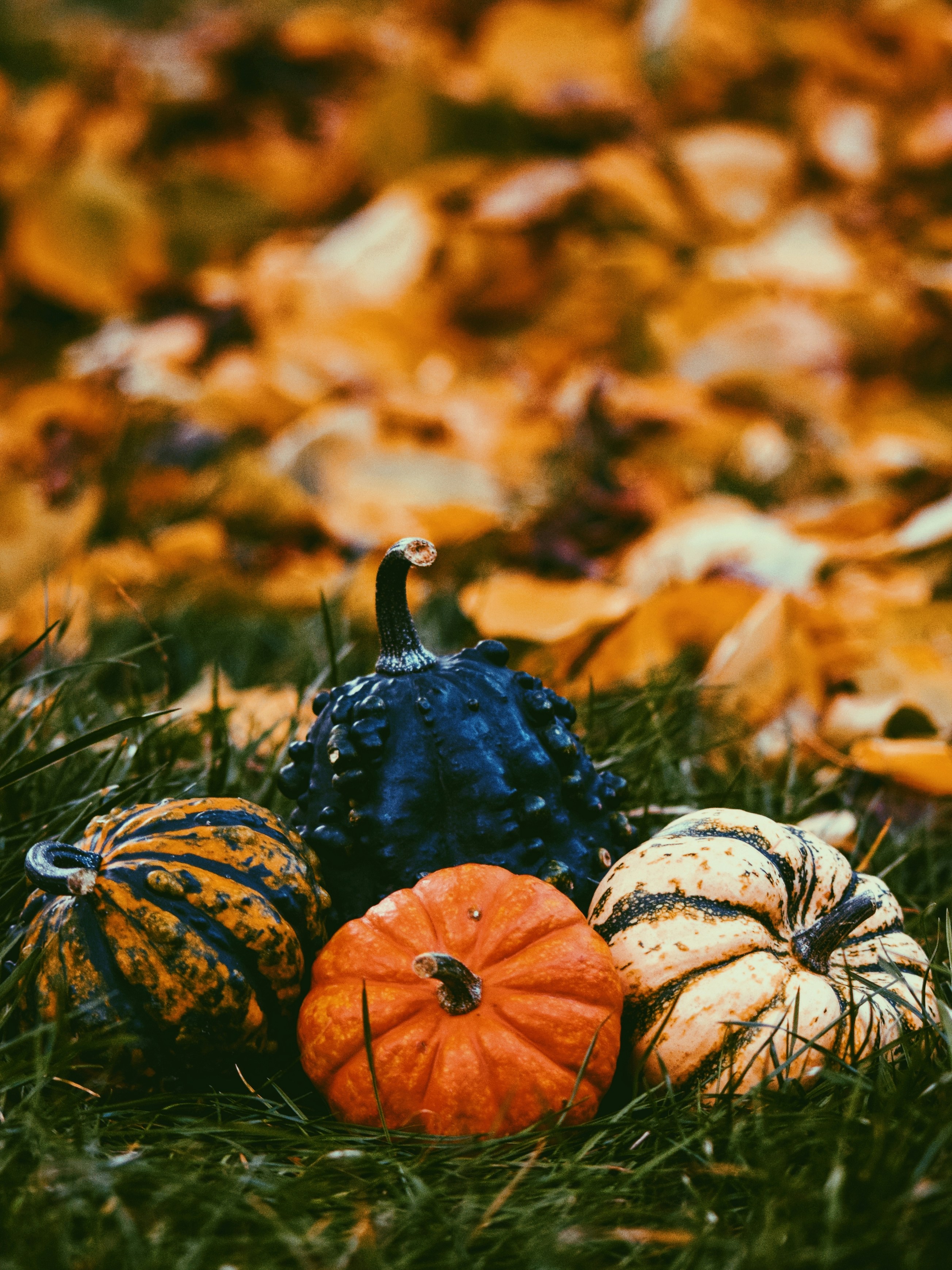Un groupe de citrouilles assis au sommet d'un champ verdoyant photo – Image  gratuite de Automne sur Unsplash, image size:3000x4000