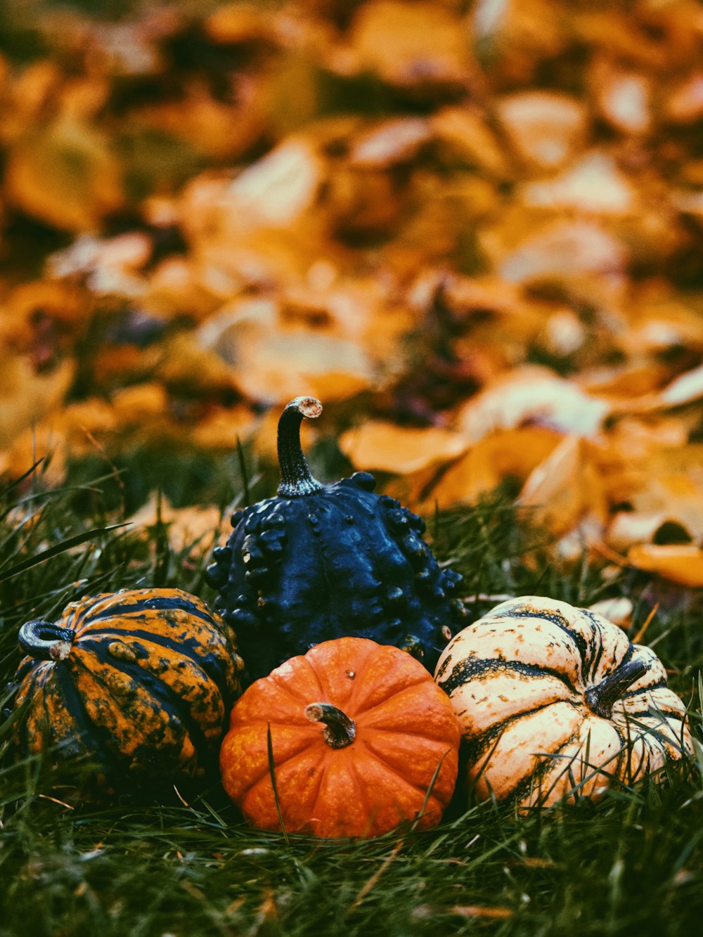 a group of pumpkins sitting on top of a lush green field